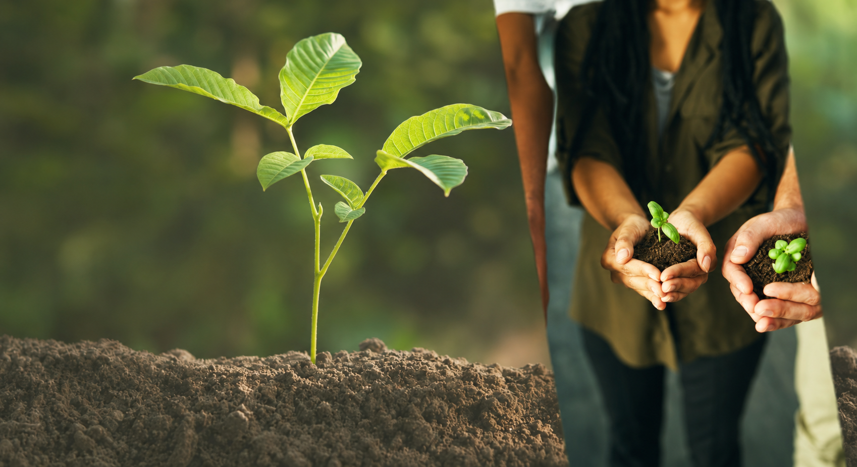 Sustainability — people planting seedlings